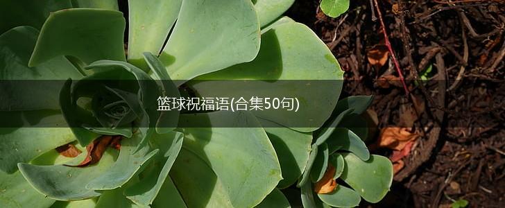 篮球力量的一周训练计划_2